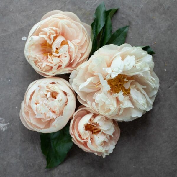 Four pale pink roses with green leaves on a gray surface.