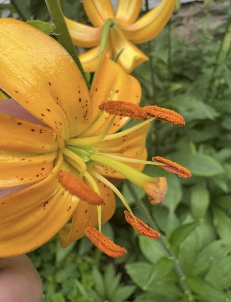 Close-up of a vibrant orange lily flower with detailed stamens.