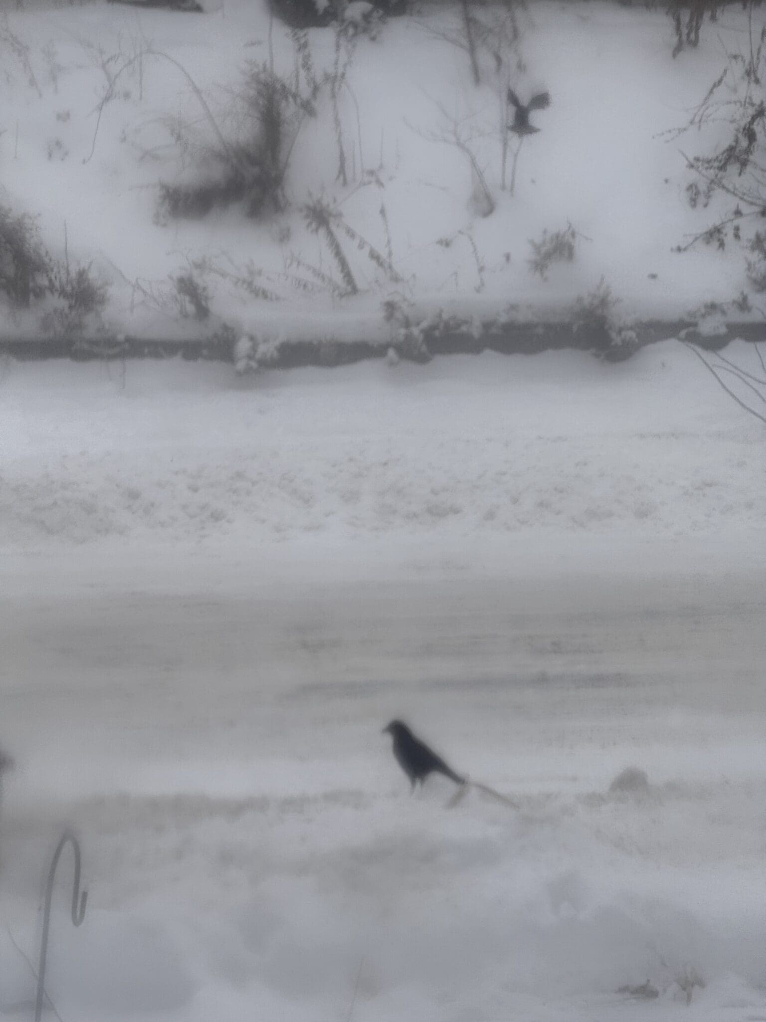A lone black bird stands on snowy ground beside a snowy road.
