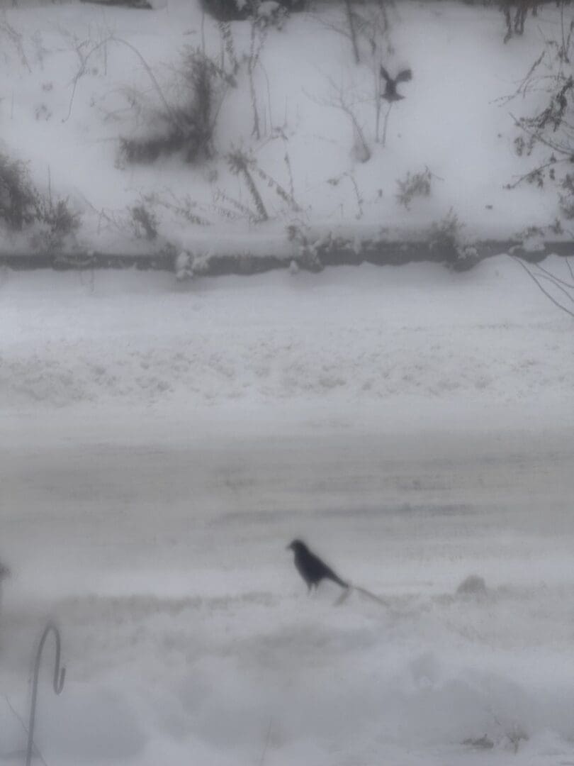 A lone black bird stands on snowy ground beside a snowy road.