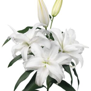 Cluster of double white lilies with unopened buds
