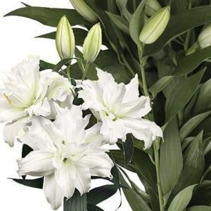 White lilies with green leaves and buds