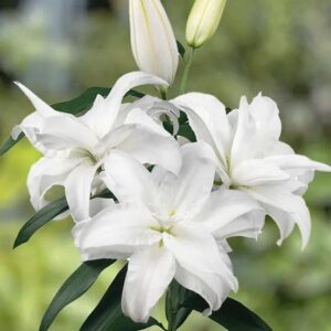 White lilies with unopened buds