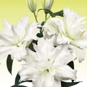 White double lilies with buds on yellow