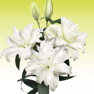 White lilies against pale green background