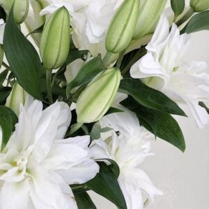 Double-petaled white lilies and unopened buds