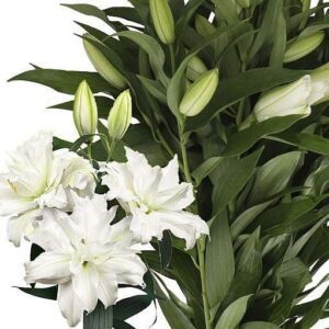 White double lily spray with green foliage
