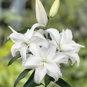 Cluster of white lily blooms on stem