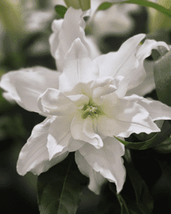 White layered flower close-up with green center