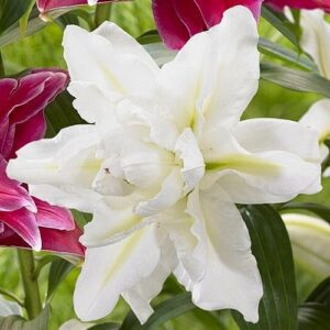 Creamy double white lily with magenta blooms