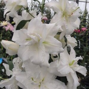White lilies clustered in greenhouse
