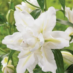 Close-up of white double lily bloom