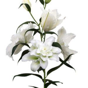 White lily stem with blossoms and buds