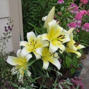 Yellow and white lilies in garden pots