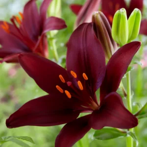 Crimson lily with prominent orange pollen