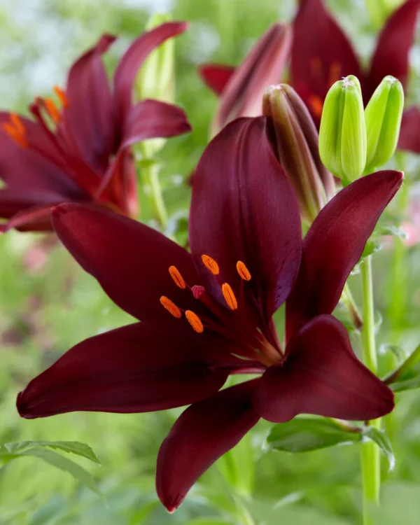 Crimson lily with prominent orange pollen