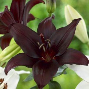 Dark burgundy lily among white lilies