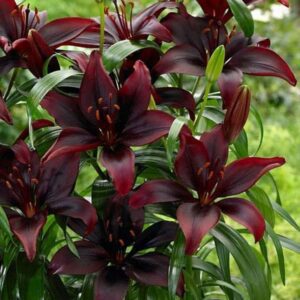 Dark burgundy lilies with glossy green leaves