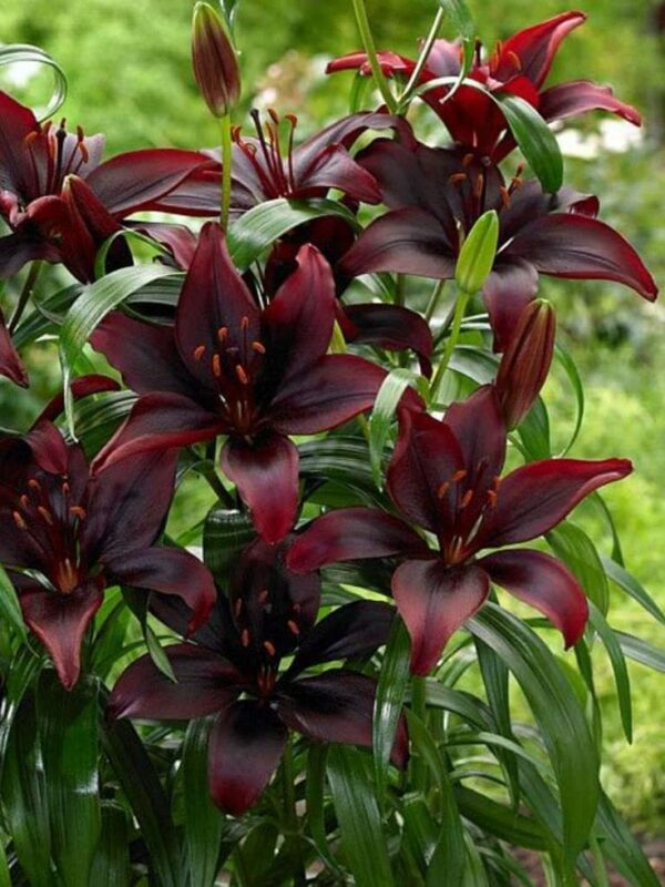 Dark burgundy lilies with glossy green leaves