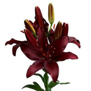 Deep burgundy Asiatic lily on white