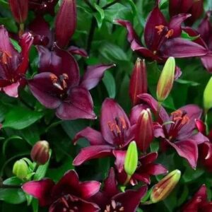 Deep burgundy lilies with green buds