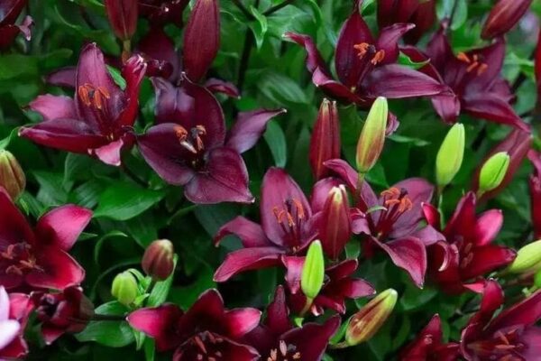 Deep burgundy lilies with green buds