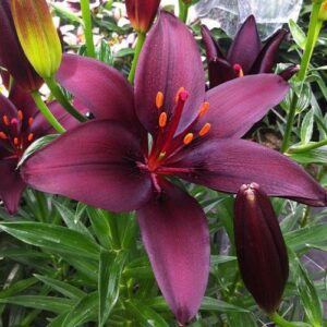 Dark purple lily flower with buds