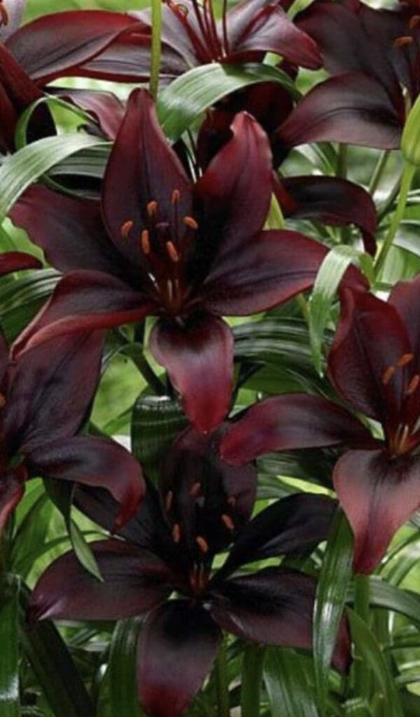 Deep burgundy almost-black lilies