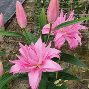 Pink double lilies with unopened buds