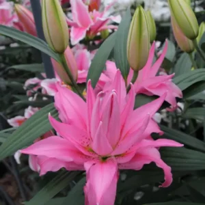 Pink double lily with green buds