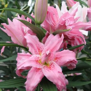 Pink double lilies with unopened bud