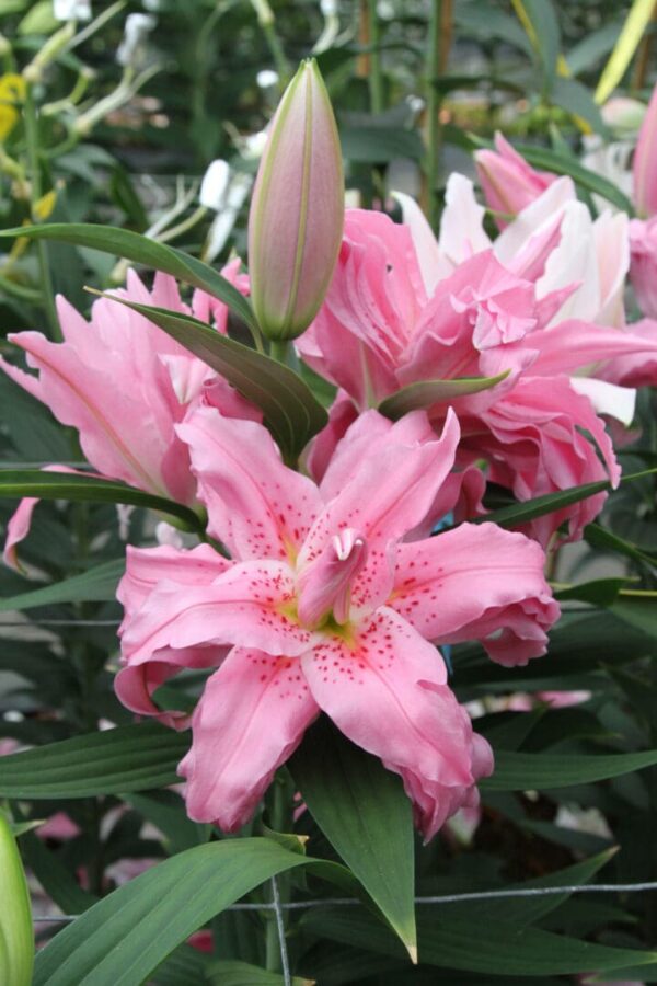 Pink double lilies with unopened bud