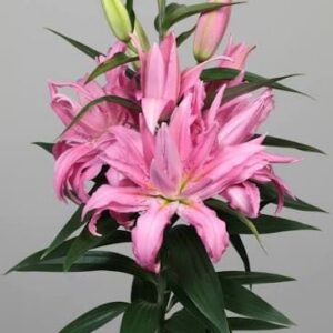 Pink lily blossoms with green buds