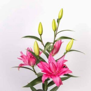 Pink lilies with green buds on white background