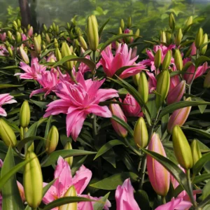 Vibrant pink lilies surrounded by buds