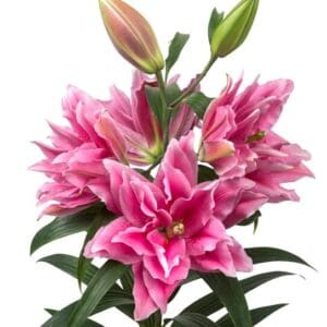 Double Fantasy Sold Out 2026 Spring