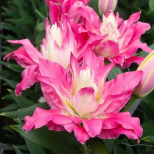 Pink double flowers with white centers