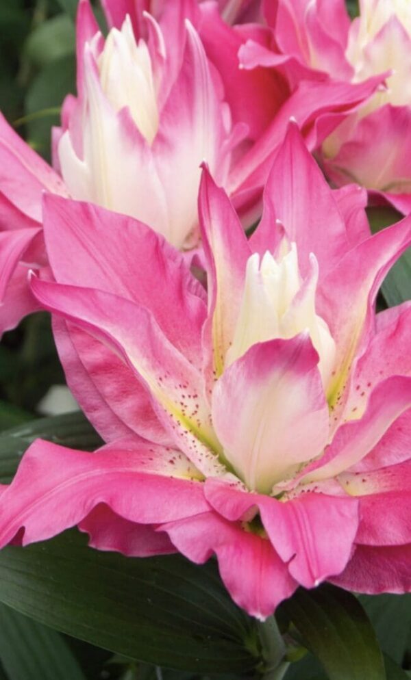 Pink and white multi-layered lily bloom
