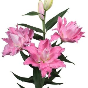 Pink lilies with bud on white background