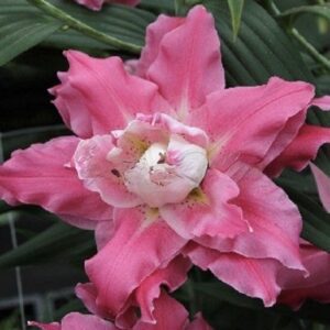 Ruffled pink flower bloom with green leaves