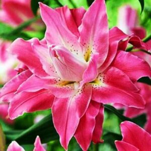 Close-up of vibrant pink double-petaled flower