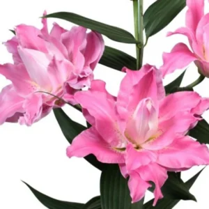 Pink lilies with green leaves on white