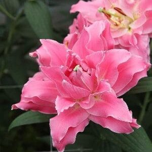 Close-up of pink double gladiolus flowers