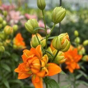 Hulk Double Asiatic Lily