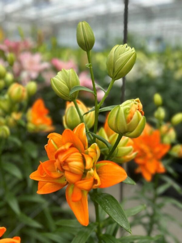 Orange flowers with green buds