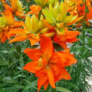 Bright orange and yellow lilies among green leaves