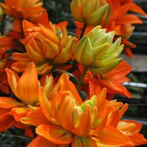 Cluster of vibrant orange and green flowers