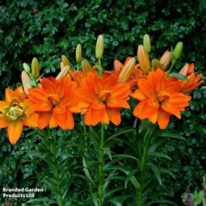 Bright orange lilies in green garden foliage