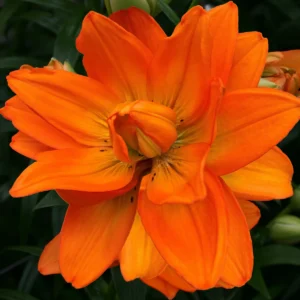 Lush orange lily with vibrant petals