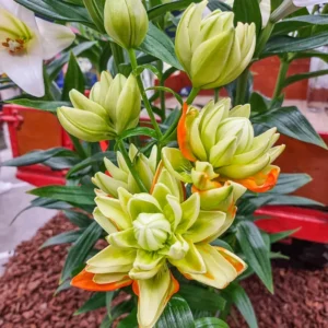 Cluster of green and orange double lilies